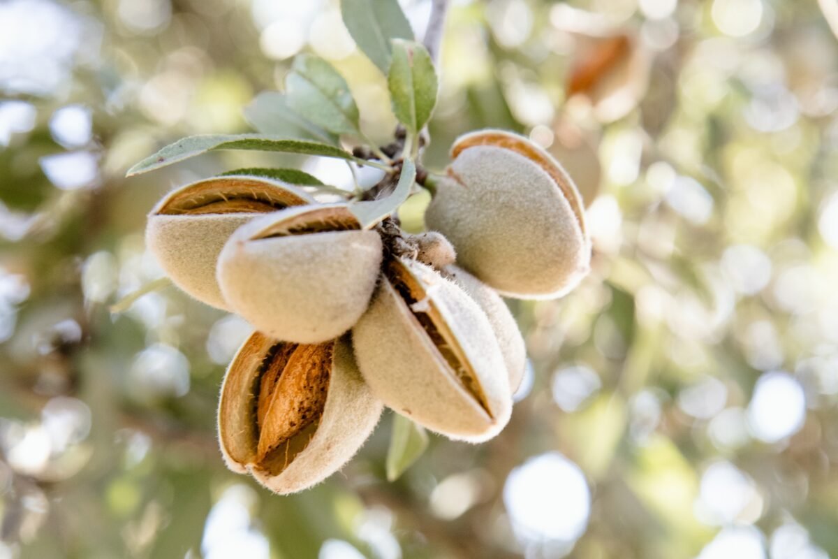 Almond, A Superfood: Discover the Nutritional Benefits